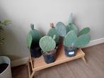 Cactus opuntia +/- halve meter, evt te bezorgen*, Huis en Inrichting, Ophalen, Minder dan 100 cm, In pot, Cactus