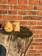 Cavia zeugjes, Dieren en Toebehoren, Cavia, Vrouwelijk, Januari, Tam