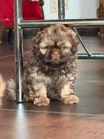 Shih Tzu pupjes, Dieren en Toebehoren, Honden | Chihuahua's en Gezelschapshonden, België, Particulier, Overige rassen, CDV (hondenziekte)