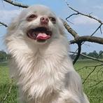 Chihuahua dekreu, Dieren en Toebehoren, Honden | Dekreuen, Particulier, Meerdere, 3 tot 5 jaar, CDV (hondenziekte)
