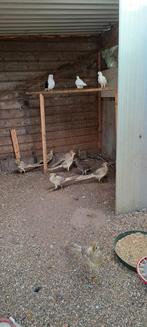 Gele goudfazanten, Dieren en Toebehoren, Pluimvee, Meerdere dieren, Eend