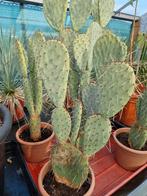 Opuntia robusta, Ophalen of Verzenden, Minder dan 100 cm, Bloeiende kamerplant, Volle zon