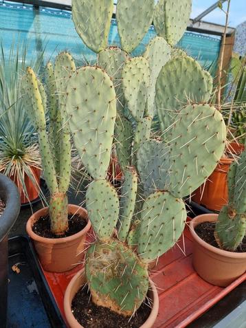 Opuntia robusta beschikbaar voor biedingen