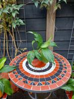 Lepelplant, Ophalen, Overige soorten, Volle zon