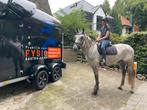 Gezocht stalling/weide/perceel omgeving Soest, Weidegang, 1 paard of pony