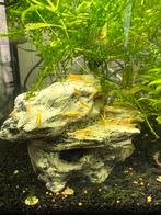 Gele neocaridina garnalen, Dieren en Toebehoren, Vissen | Aquariumvissen, Kreeft, Krab of Garnaal