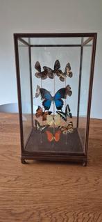 Vlinders in stolp / glazen kast taxidermie, Huis en Inrichting, Woonaccessoires | Stolpen, Ophalen