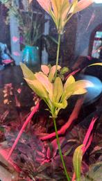 Stekjes Moerings Echinodorus Bleheri, Dieren en Toebehoren, Vissen | Aquaria en Toebehoren, Ophalen, Plant(en), Steen of Hout