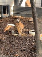 Virginische Boomkwartel haan, Mannelijk, Geringd