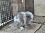 Minilop, Dieren en Toebehoren, Konijnen, Geslacht onbekend, Dwerg