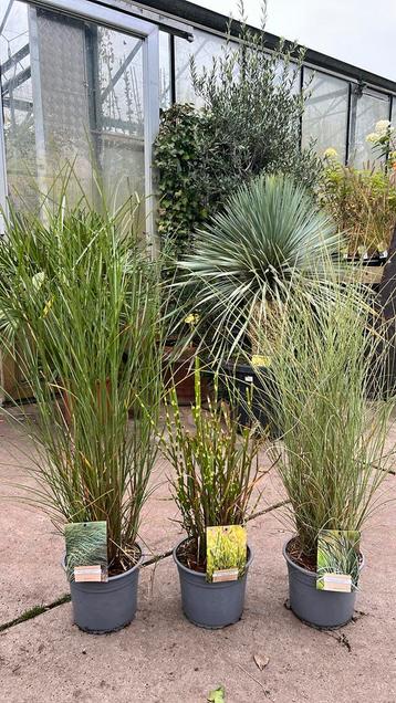 Miscanthus Gracilimus, Strictus en Morning Light in 4L pot beschikbaar voor biedingen