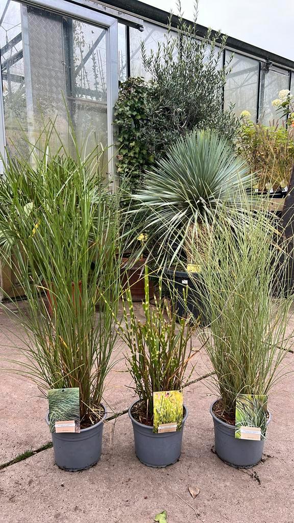 Miscanthus Gracilimus, Strictus en Morning Light in 4L pot, Tuin en Terras, Planten | Tuinplanten, Overige soorten, Volle zon