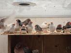 Zebravinken, Dieren en Toebehoren, Vogels | Overige Vogels, Meerdere dieren