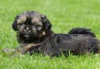 Shih Tzu pups te koop, Dieren en Toebehoren, Honden | Niet-rashonden, 8 tot 15 weken, Meerdere, Meerdere dieren, Klein