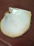 1 schelp parelmoer, Ophalen of Verzenden