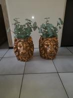 2 gave leeuwenkoppen goud, Ophalen of Verzenden, Nieuw, Binnen