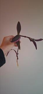 Stek tradescentia pallida pink stripe, Huis en Inrichting, Kamerplanten, Ophalen of Verzenden, Halfschaduw, Minder dan 100 cm