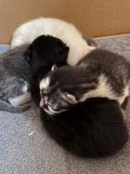 Kittens te koop – geboren 30 augustus, Dieren en Toebehoren, Meerdere dieren, Ontwormd