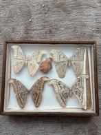 Ingelijste Atlasvlinders met Cocon - Curiosa Decoratieobject, Ophalen of Verzenden