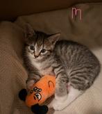 4 prachtige Cypers kittens, Dieren en Toebehoren, Katten en Kittens | Raskatten | Korthaar, Meerdere dieren, Ontwormd, 0 tot 2 jaar