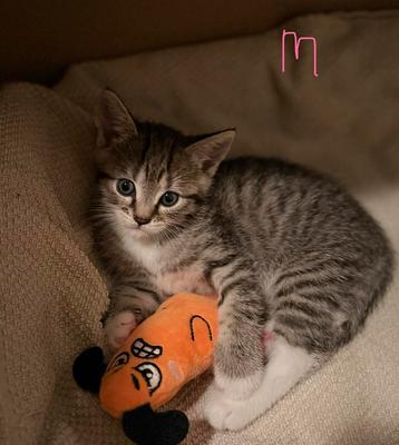 4 prachtige Cypers kittens beschikbaar voor biedingen