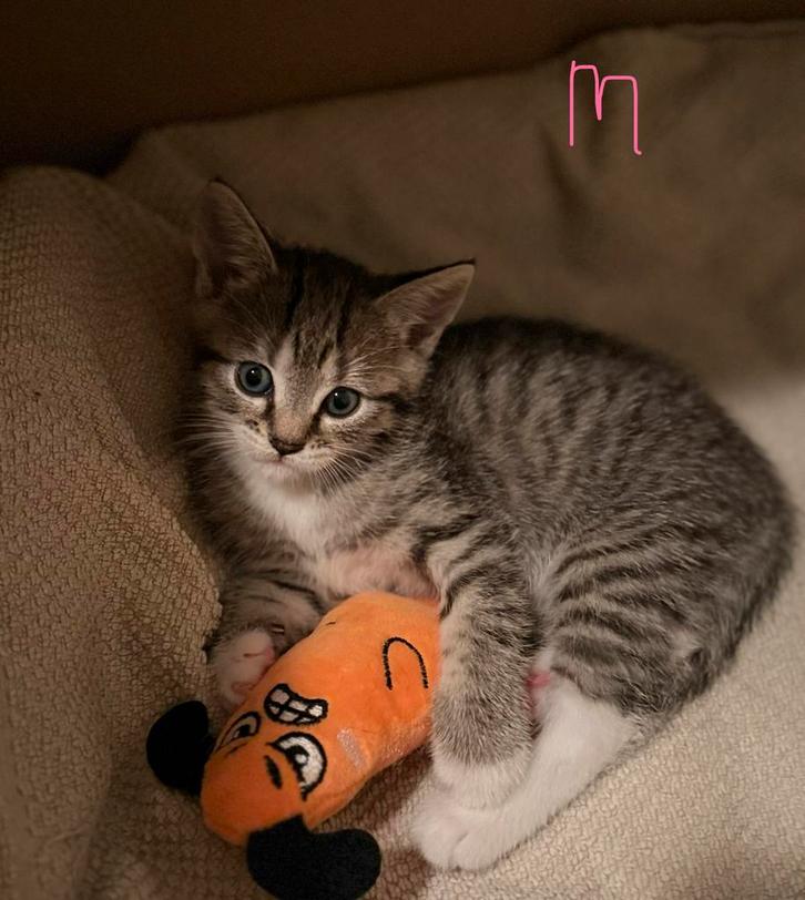 4 prachtige Cypers kittens, Dieren en Toebehoren, Katten en Kittens | Raskatten | Korthaar, Meerdere dieren, 0 tot 2 jaar, Ontwormd