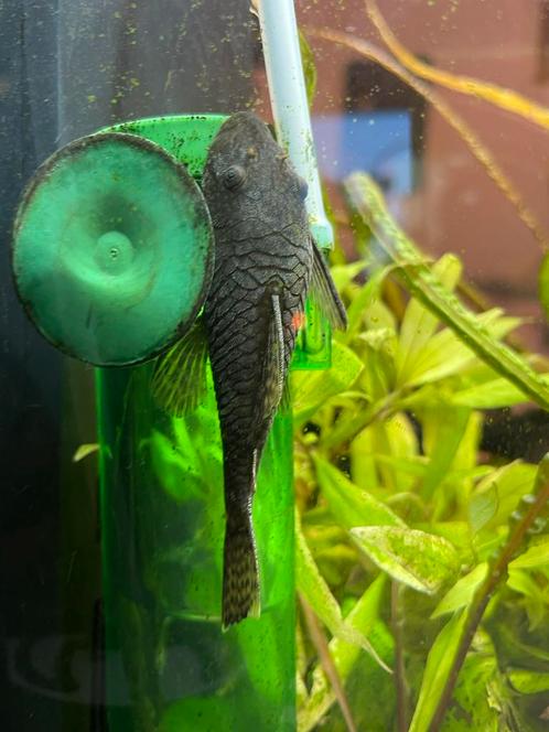 Jonge plecko, zoetwatervis, Dieren en Toebehoren, Vissen | Aquariumvissen, Zoetwatervis, Vis