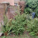 Nordmann kerstboom, Tuin en Terras, Ophalen of Verzenden, Overige soorten, Volle zon