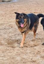 Gouden huisje gezocht voor lieve duitse herder, 6 jaar of ouder, Reu, Eén hond, Herder