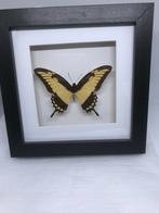 vlinder Papilio Thoas, Dieren en Toebehoren, Vlinders of Rupsen