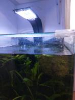 Denerle kubus, Dieren en Toebehoren, Vissen | Aquaria en Toebehoren, Ophalen of Verzenden