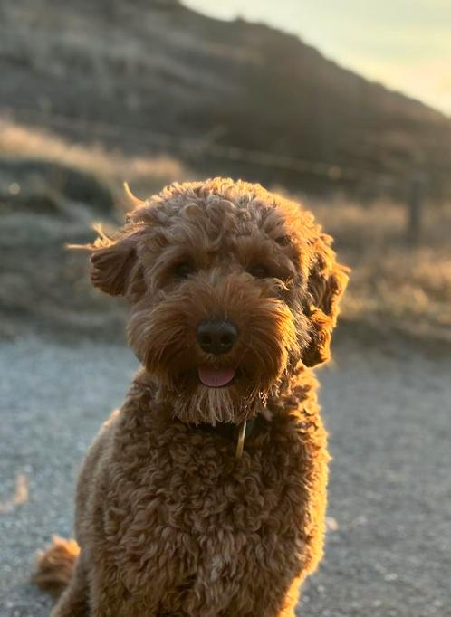 Gezocht: hondenuitlater voor Moos, Dieren en Toebehoren, Honden-accessoires, Ophalen of Verzenden