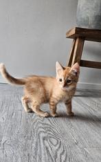 Nog 2 kittens, in huis opgegroeid, mogen nu weg!, Dieren en Toebehoren, Katten en Kittens | Overige Katten, Meerdere dieren, Kortharig