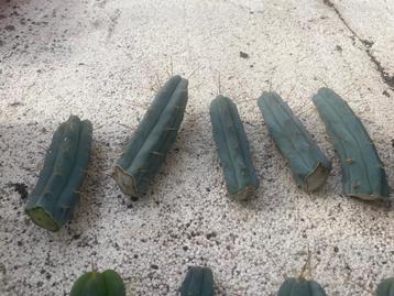 Cactus Tricocereus Bridgesii gewortelde stekken 12-17cm beschikbaar voor biedingen