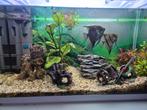 Aquarium met vissen, Dieren en Toebehoren, Vissen | Aquaria en Toebehoren, Ophalen, Gevuld zoetwateraquarium