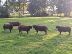 Dassenkop rammen te koop, Dieren en Toebehoren, Mannelijk, Schaap