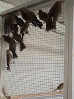 Mexicaanse roodmussen, Meerdere dieren, Tropenvogel, Geringd