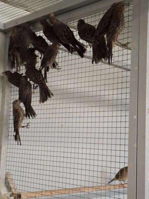 Mexicaanse roodmussen, Dieren en Toebehoren, Vogels | Overige Vogels, Tropenvogel, Meerdere dieren, Geringd