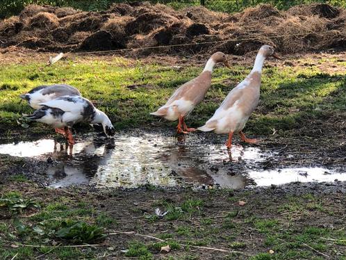 Broedeieren indische loopeenden, Dieren en Toebehoren, Pluimvee, Eend, Geslacht onbekend
