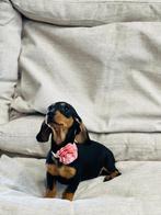 lieve teckel pupjes te koop, Dieren en Toebehoren, Honden | Teckels en Dashonden, CDV (hondenziekte), Meerdere, Meerdere dieren
