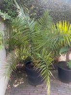 Twee mooie palmen voor binnen of buiten, Tuin en Terras, Planten | Bomen, Ophalen