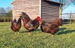 Broedeieren dubbelgezoomde barnevelder, Dieren en Toebehoren, Pluimvee, Geslacht onbekend, Kip