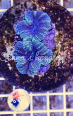 Zeeaquarium koraal lobbo, Dieren en Toebehoren