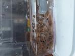 Corydoras julii, Dieren en Toebehoren, Vis