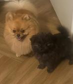 Mini dekreu pomeriaan (niet tekoop), Dieren en Toebehoren, Honden | Chihuahua's en Gezelschapshonden, Rabiës (hondsdolheid), Reu