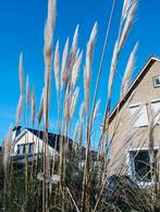 Pampas Pluimen, Huis en Inrichting, Woonaccessoires | Droogbloemen, Zo goed als nieuw, Ophalen