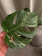 Monstera Variagata, Ophalen, Halfschaduw, Minder dan 100 cm