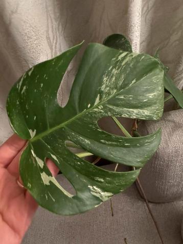 Monstera Variagata beschikbaar voor biedingen