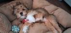 Liefdevolle honden/kattenoppas aangeboden, Diensten en Vakmensen