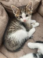 Prachtige kittens te koop – geboren op 27 juni 2025, Dieren en Toebehoren, Poes
